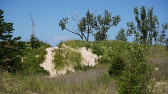 Grassy sand dune at Indiana Dunes National Park in low late-day light, with cottonwood and pine trees along the crest under a clear deep-blue sky.